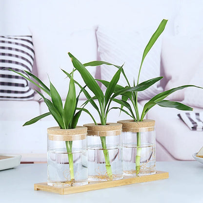 1pc Transparent Hydroponic Flower Pot