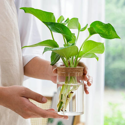 1pc Transparent Hydroponic Flower Pot