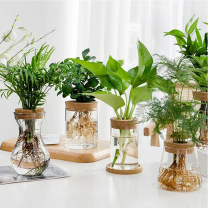 1pc Transparent Hydroponic Flower Pot