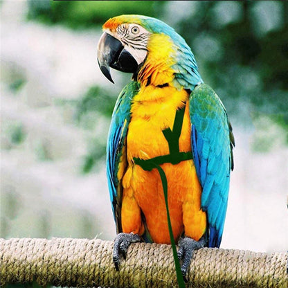 Parrot Harness Leash