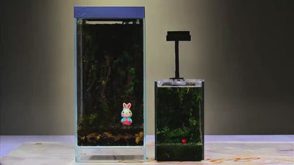 Rainforest Terrarium